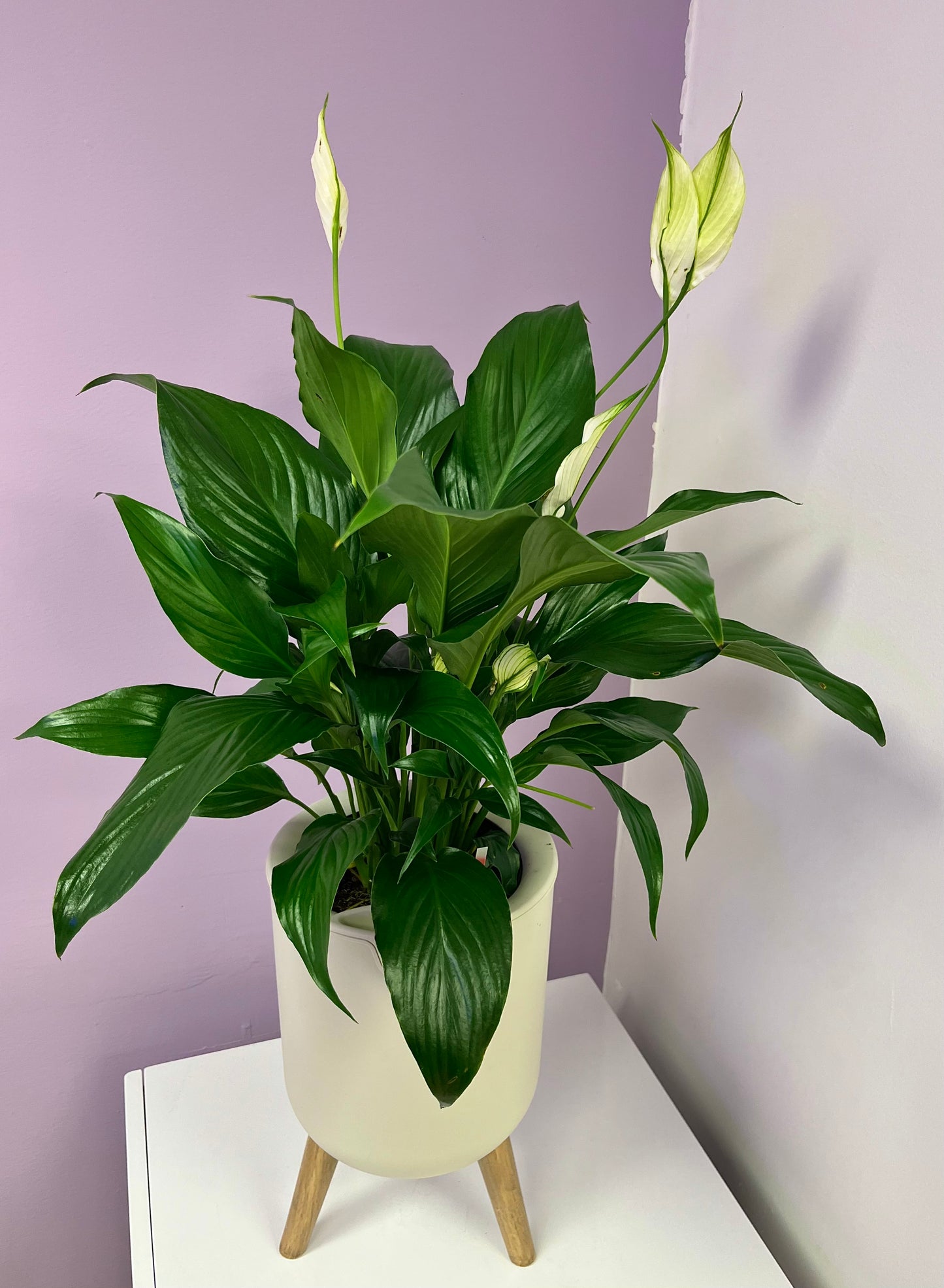 Peace Lily (Spathiphyllum)