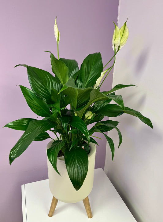 Peace Lily (Spathiphyllum)