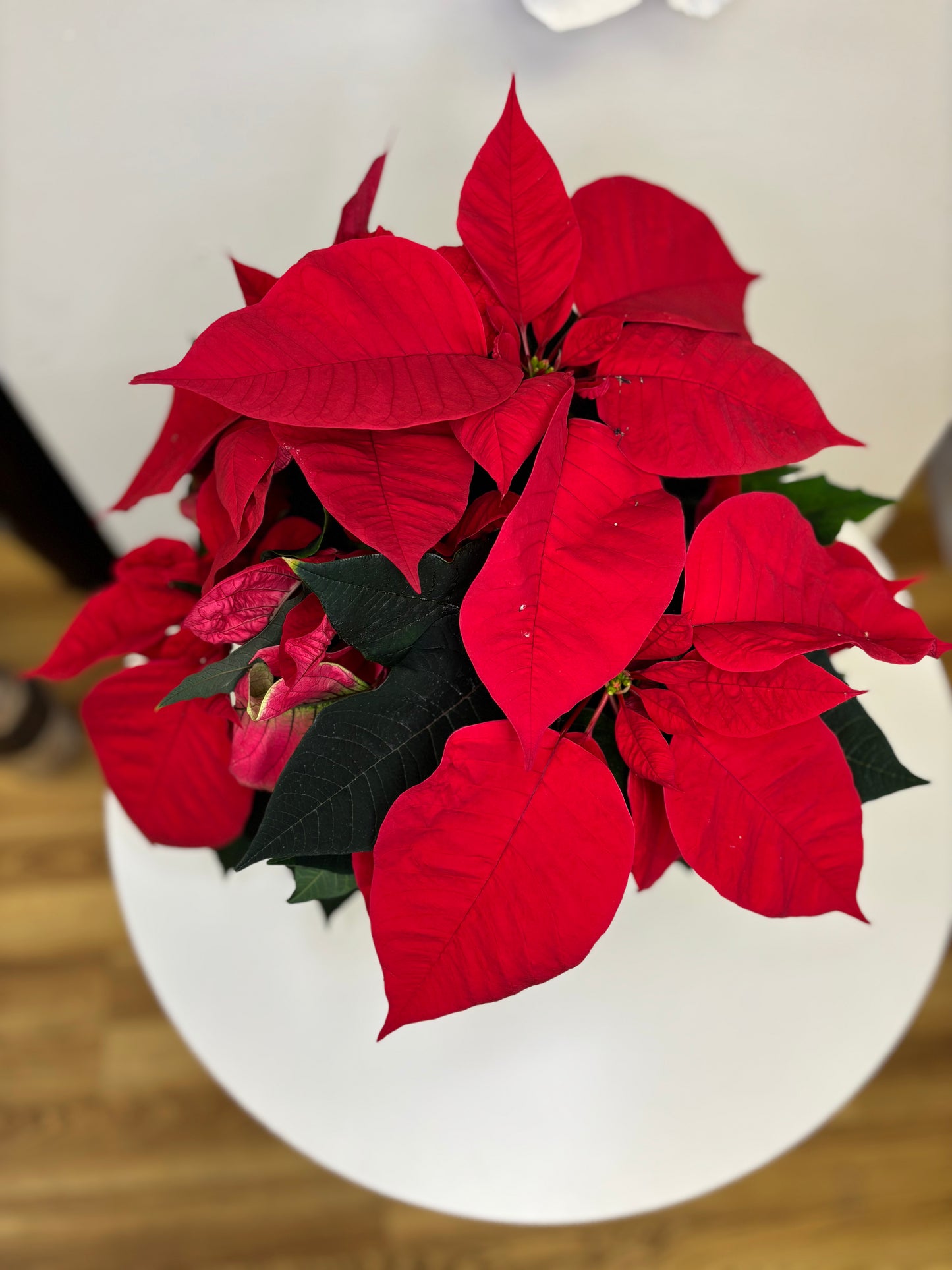 Holiday Poinsettia