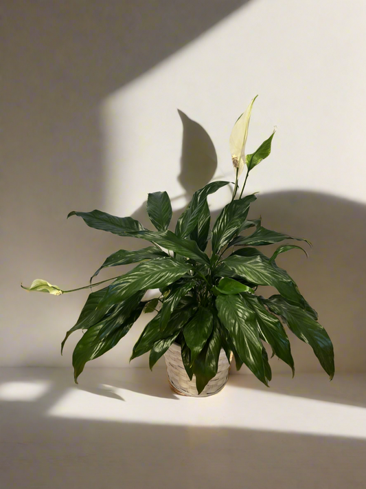 Peace Lily