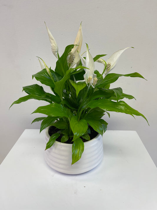 Peace Lily