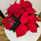 Holiday Poinsettia