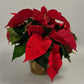 Holiday Poinsettia