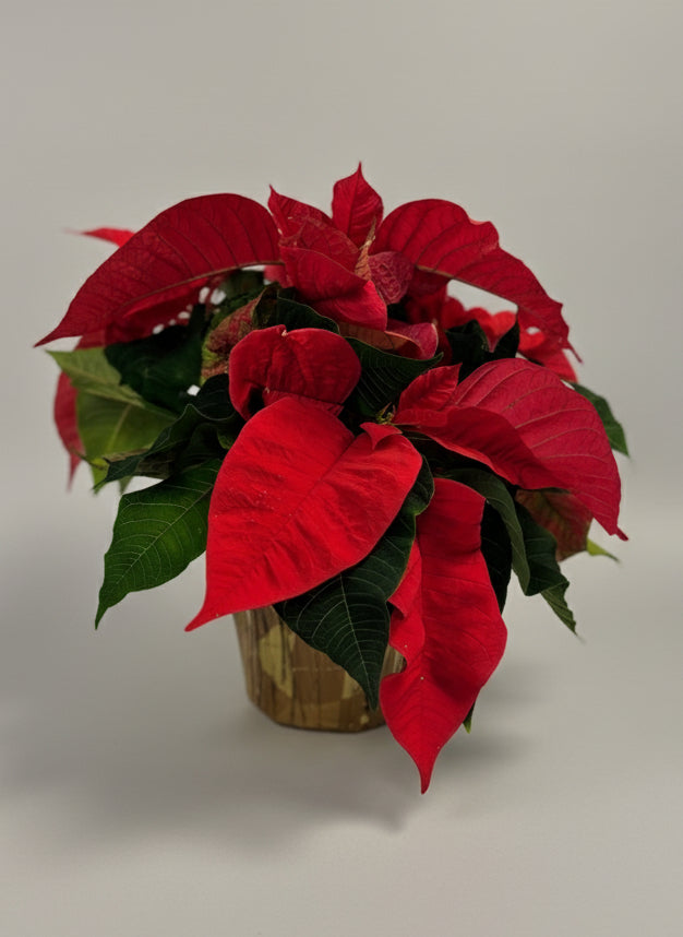 Holiday Poinsettia